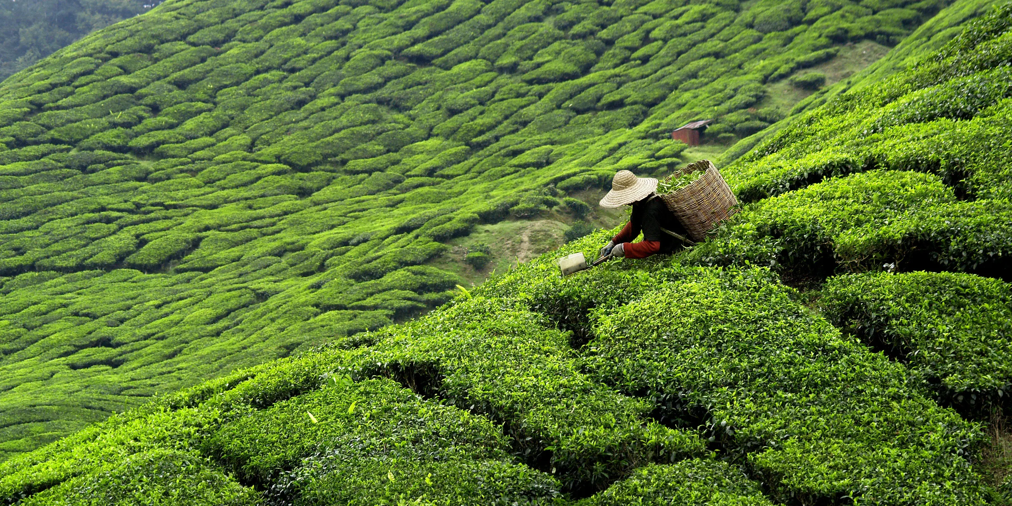 Tea country landscape in Sri Lanka